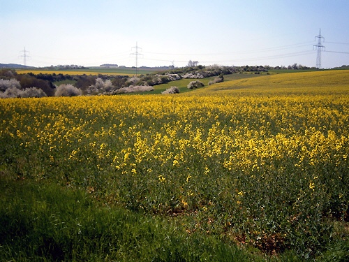 Frühling in der Dürener Voreifel